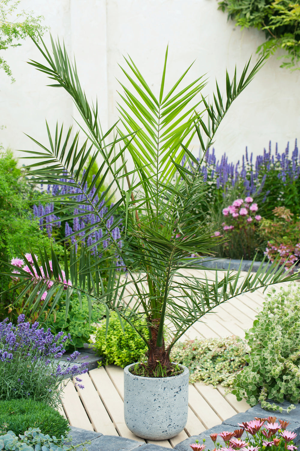 Lot de 2 palmiers Phoenix canariensis - Moyens (50–70 cm)