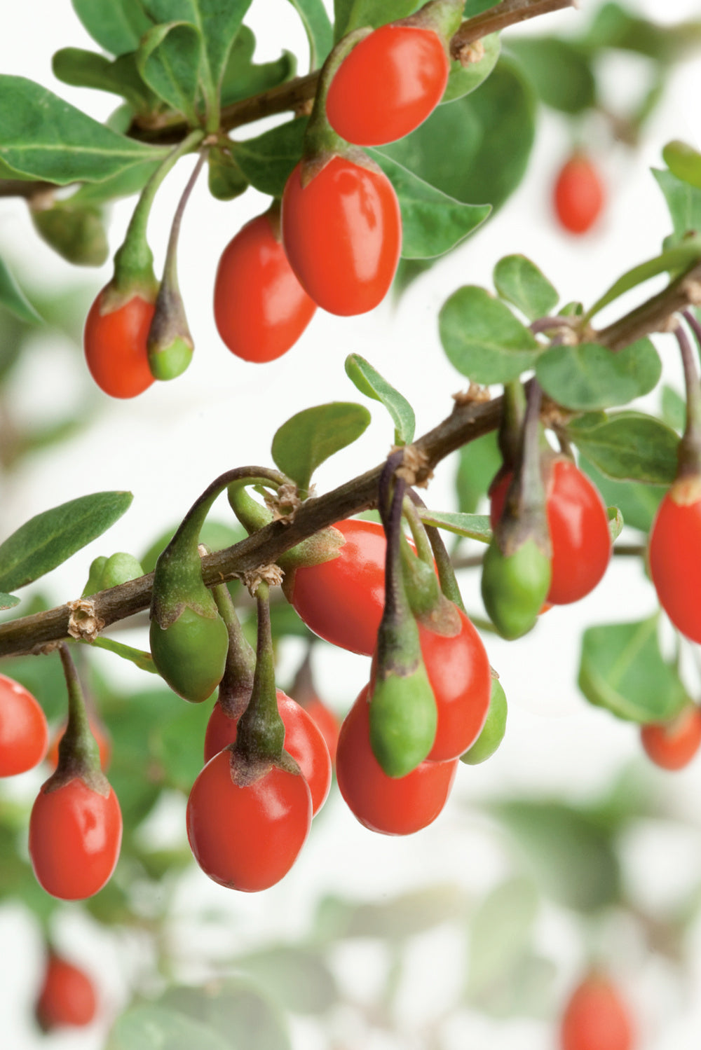 Lot de 4 plantes vitaminées 30–38 cm - 1 baie de Goji, 1 Honeyberry, 1 myrtille, 1 grenade