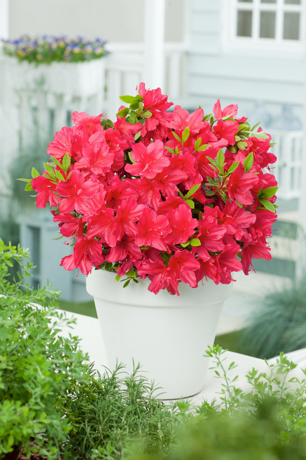 Ensemble de 6 azalées rouges - 20-38 cm