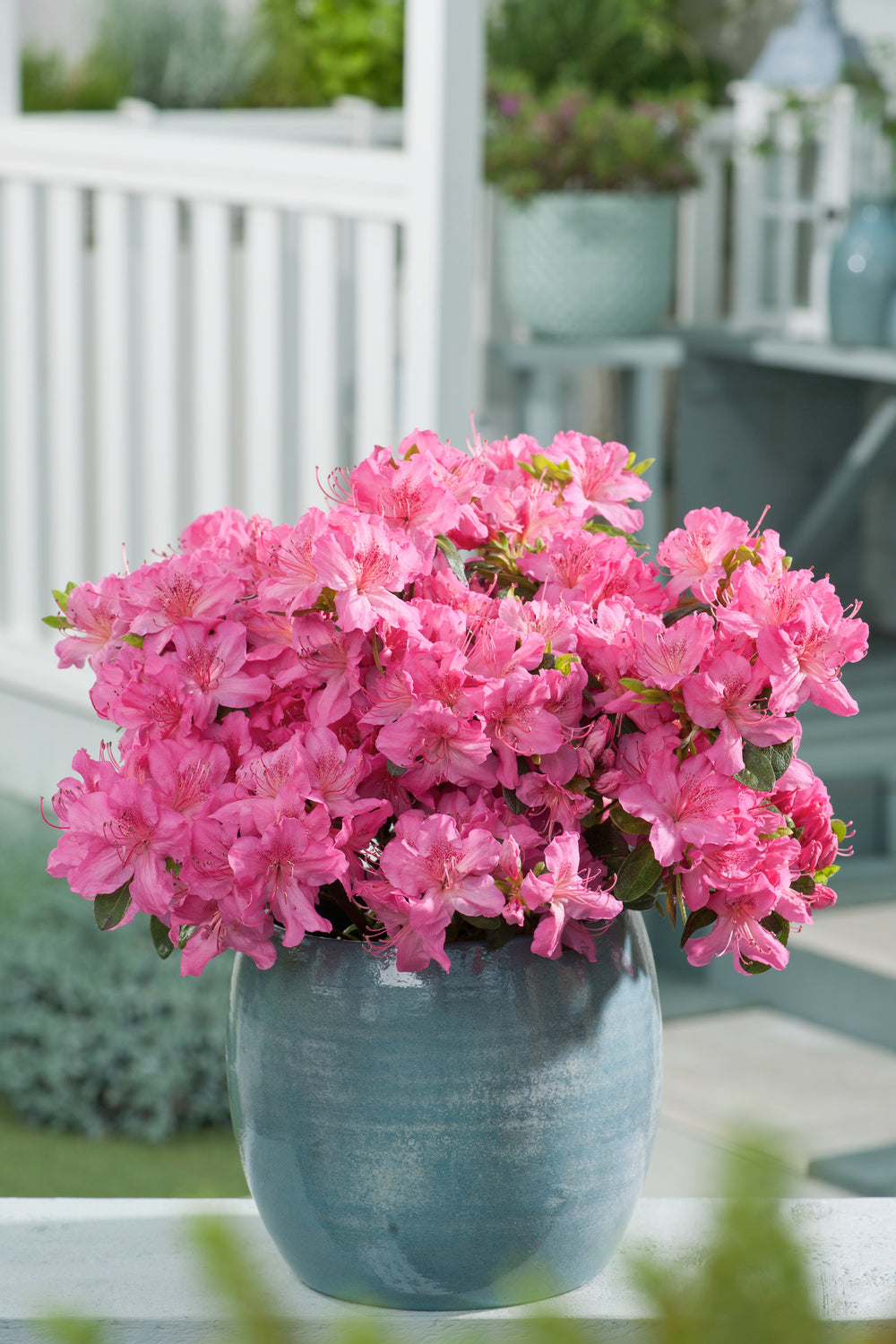 Ensemble de 6 azalées roses - 20-38 cm