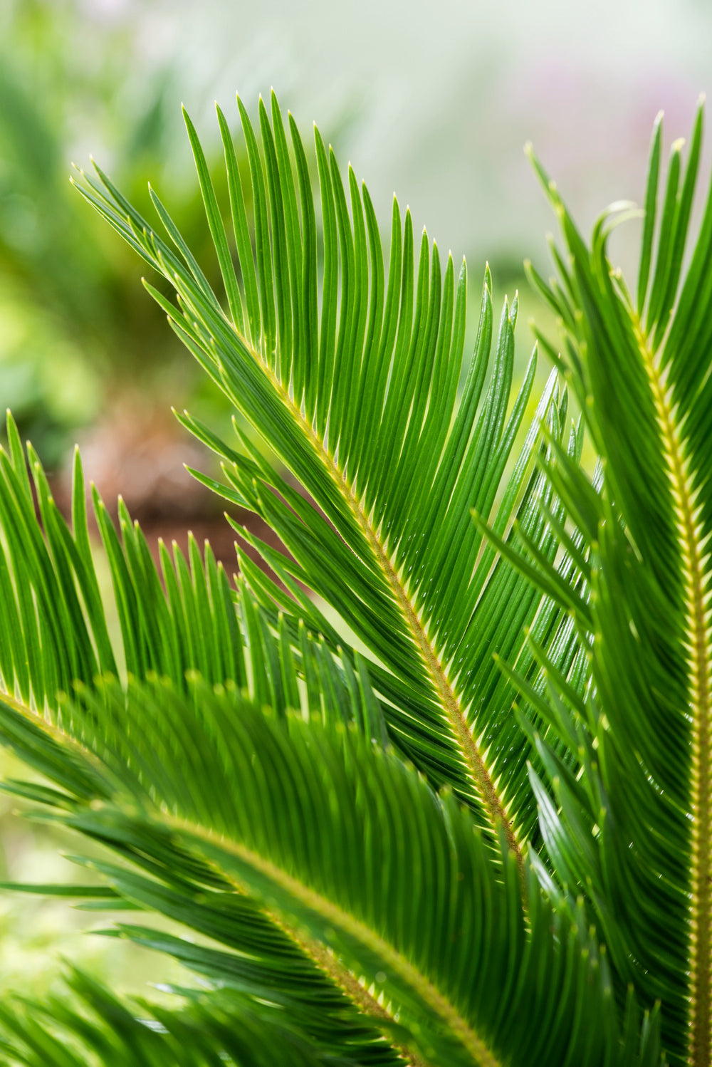 Palmier Cycas du Japon - Moyen (50-70 cm)