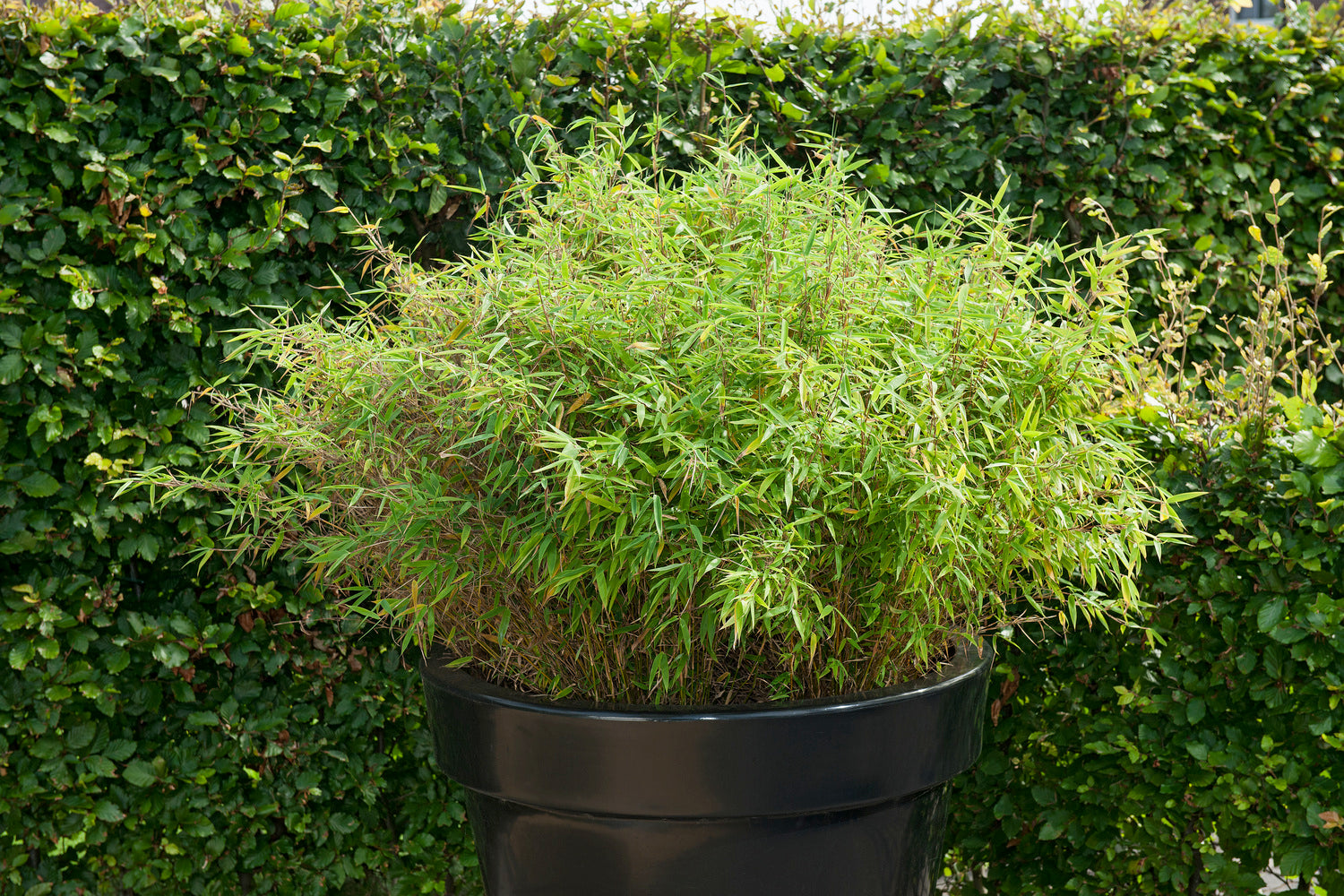 1 Bambou Large « non invasif » (Fargesia)  - 40-60 cm