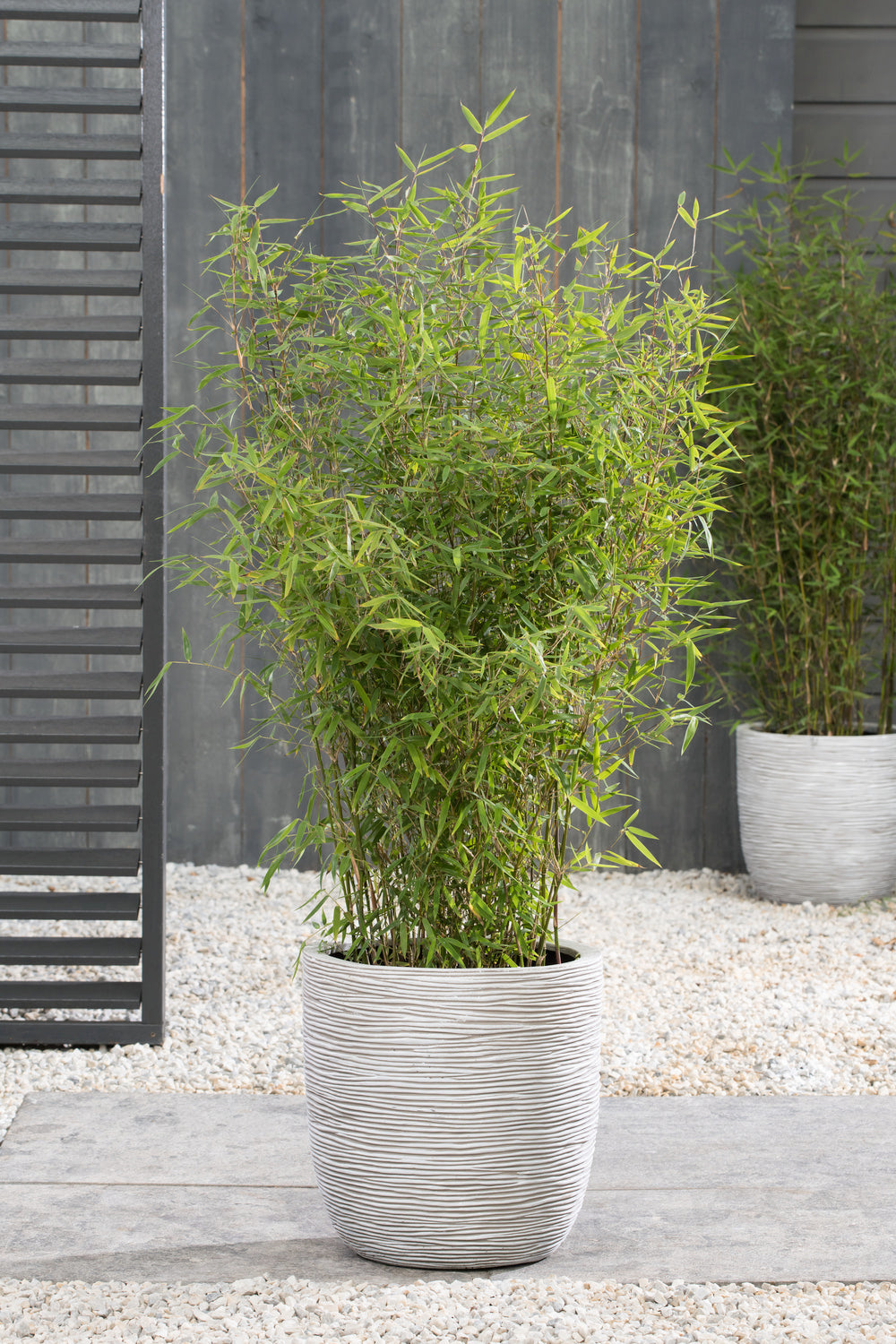 Lot de 2 Bambous Moyens « non invasifs » (Fargesia) - 25-40 cm