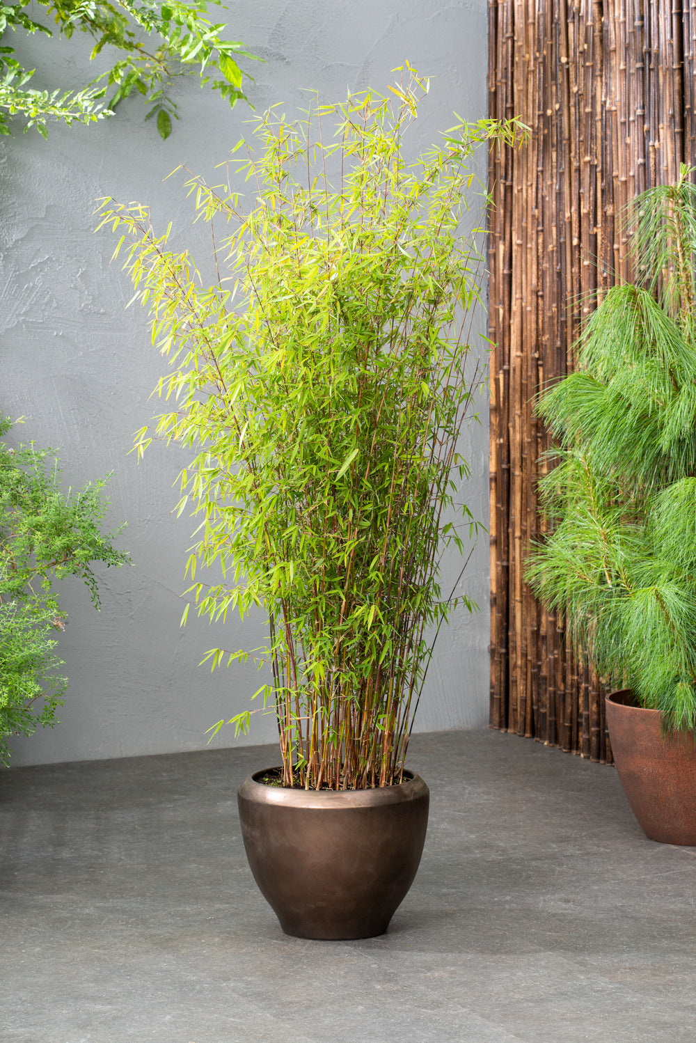 Lot de 2 Bambous Moyens « non invasifs » (Fargesia) - 25-40 cm