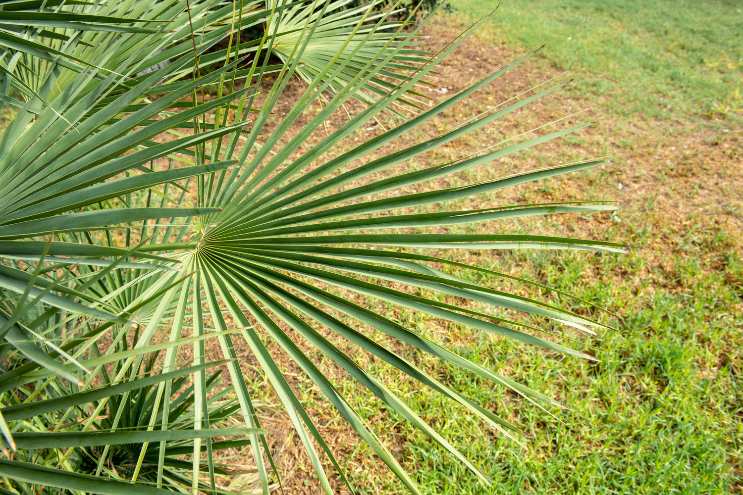 Lot de 2 palmiers du Mexique - Moyen (50-70 cm)