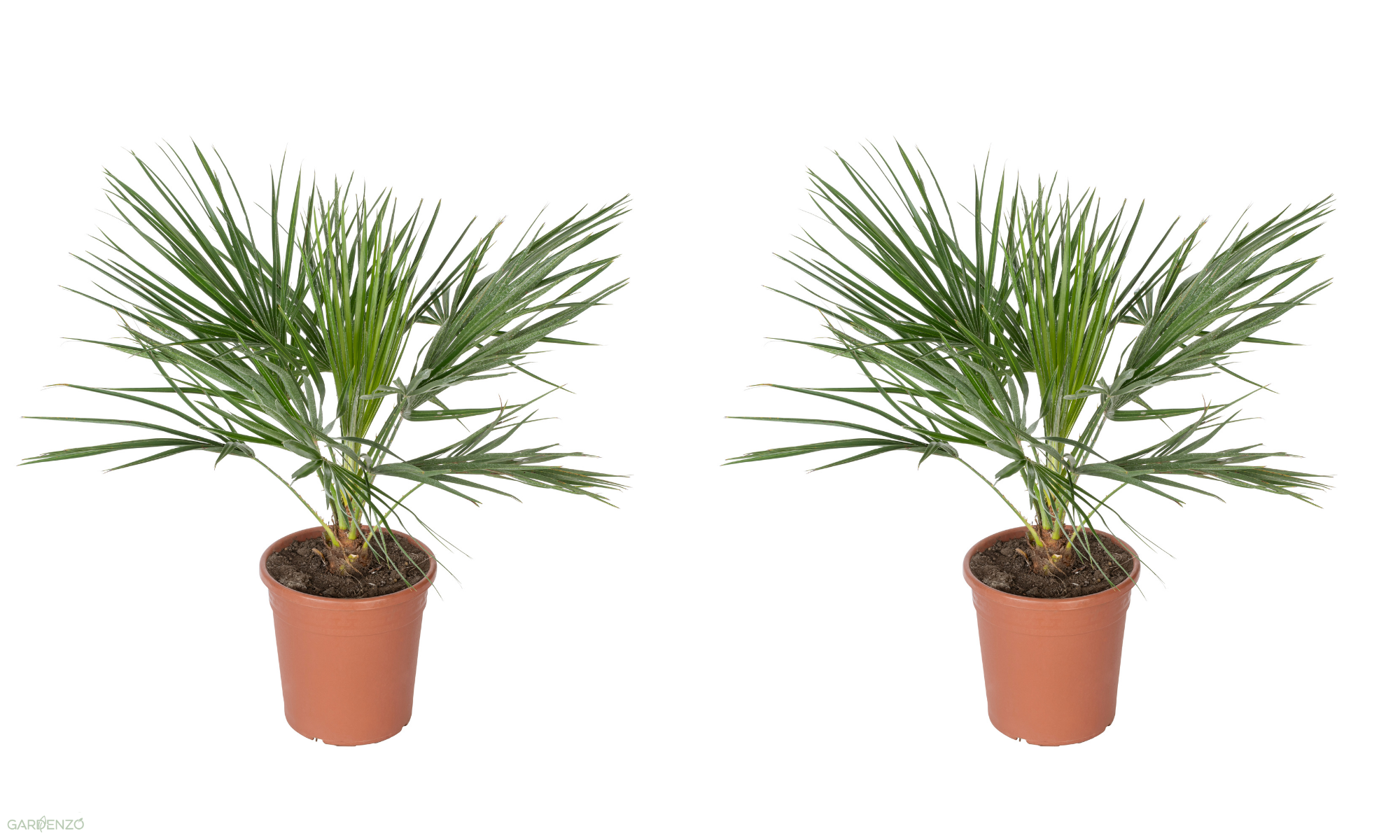 Lot de 2 palmiers nains européens (Chamaerops humilis) - Grand 70–90 cm