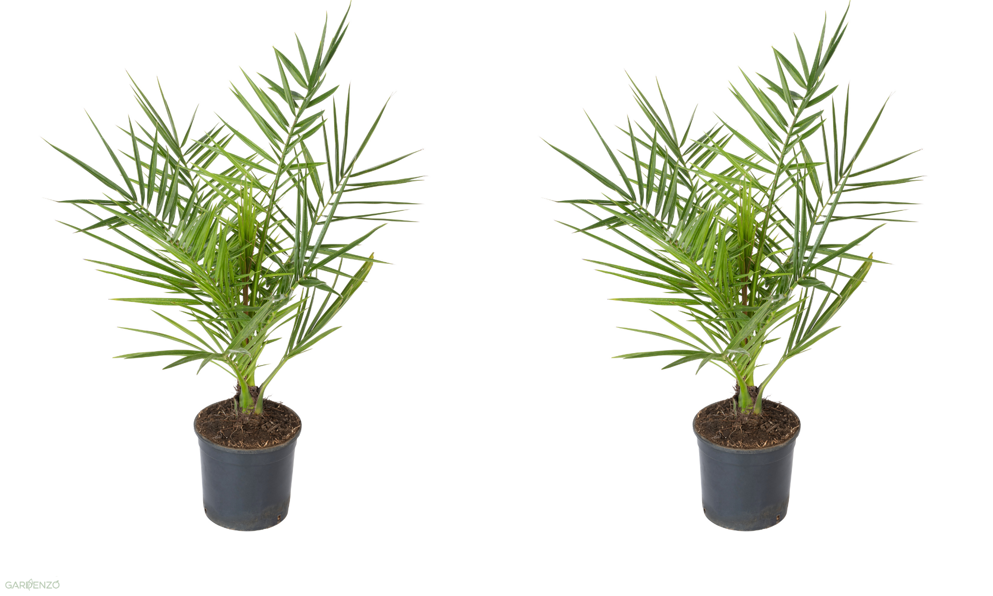 Lot de 2 palmiers Phoenix canariensis - Moyens (50–70 cm)