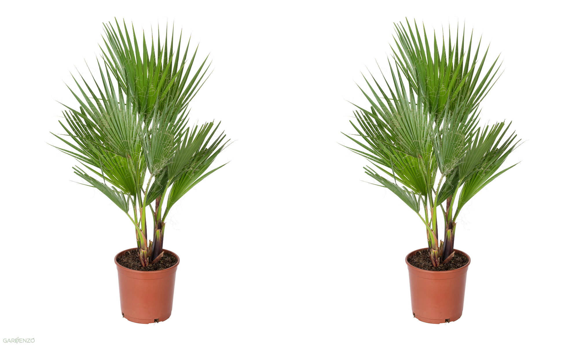 Lot de 2 palmiers du Mexique - Grands (80-100 cm)