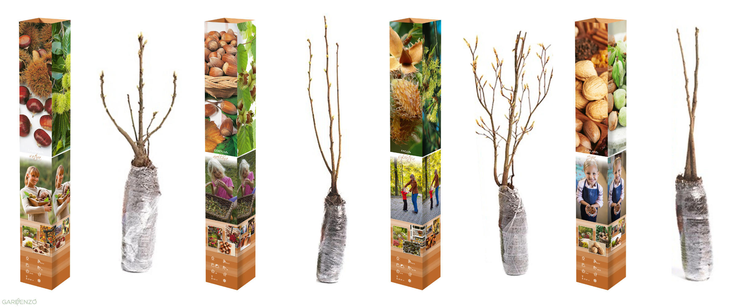 Lot de 4 arbres à noix / noisettes / châtaignes : 1 noisetier (Corylus), 1 châtaignier (Castanea sativa), 1 noyer (Juglans regia), 1 hêtre (Fagus sylvatica) 50-60 cm