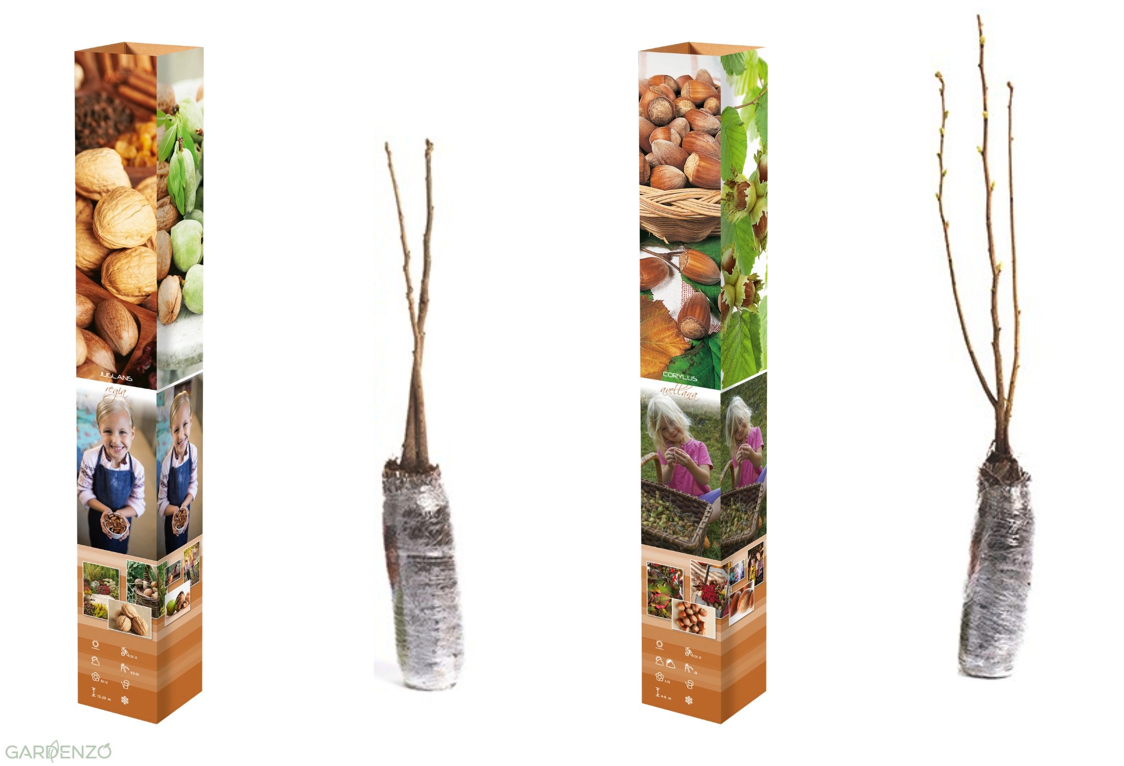 Lot de 1 noyer et 1 noisetier 50–60 cm