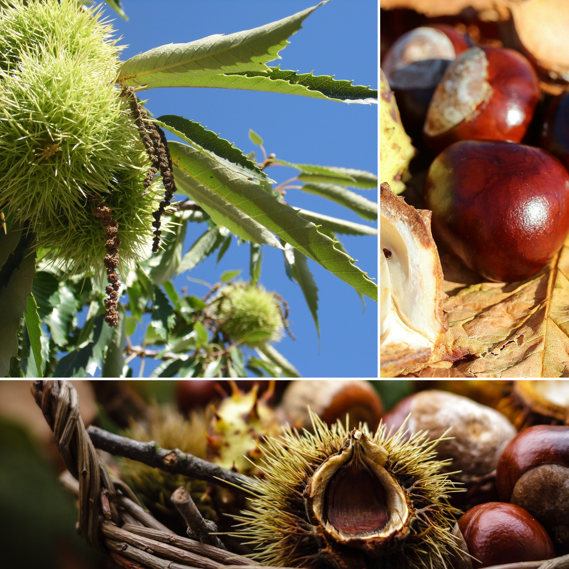 Lot de 2 châtaigniers (Castanea sativa) - 50-60 cm