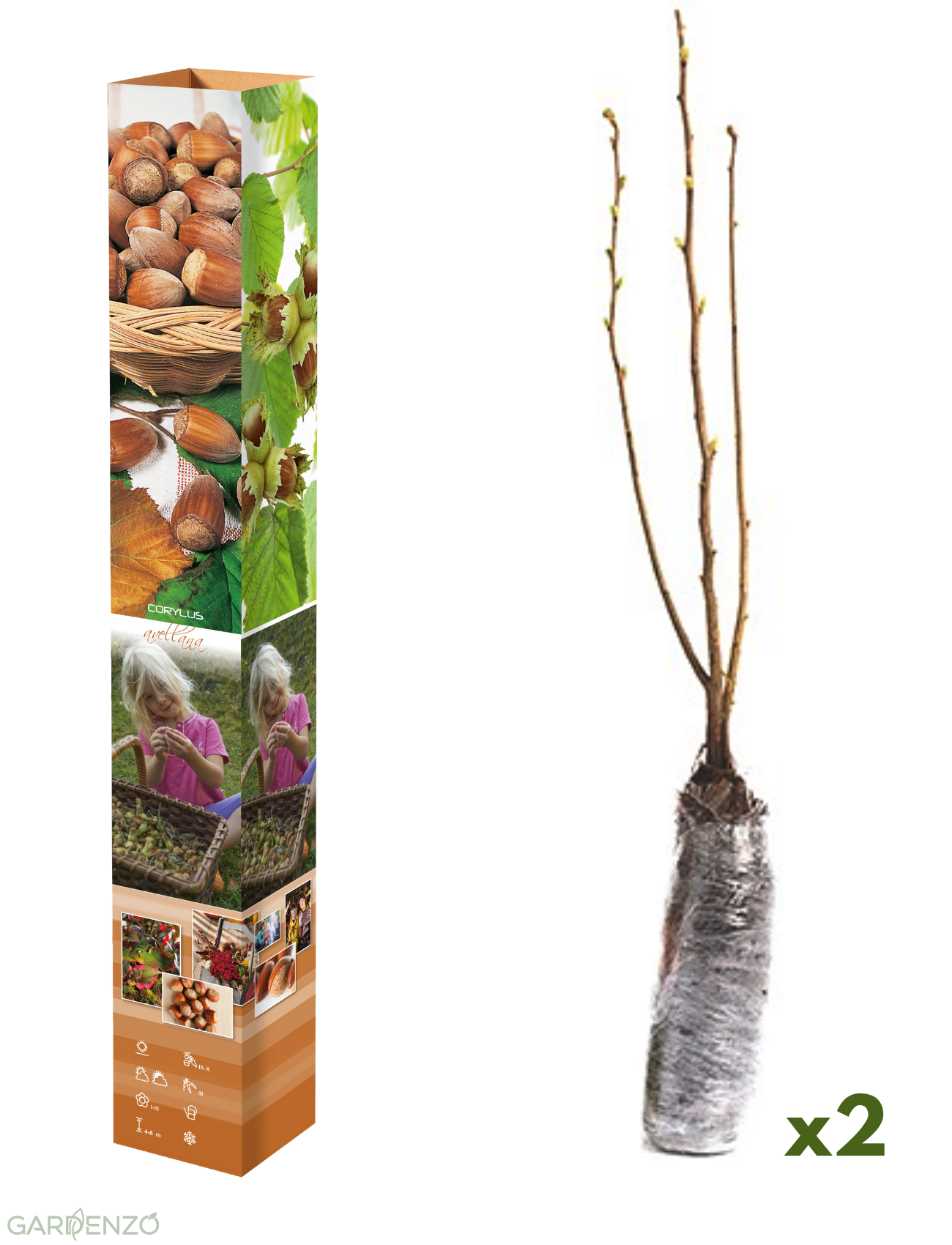 Lot de 2 noisetiers - 50-60 cm