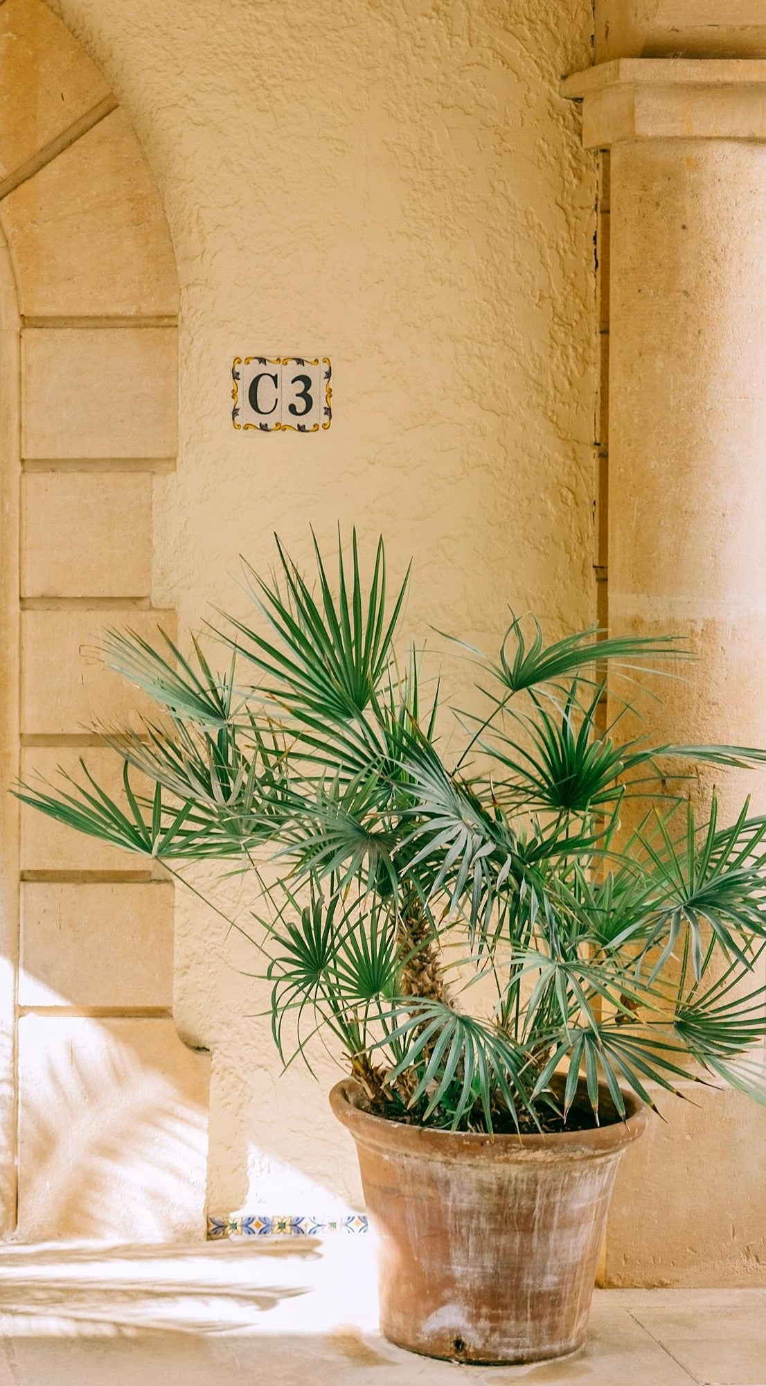Lot de 4 palmiers variés de taille moyenne - 1 Chamaerops humilis, 1 Phoenix canariensis,  1 Trachycarpus fortunei,  1 Washingtonia robusta (40-70 cm)