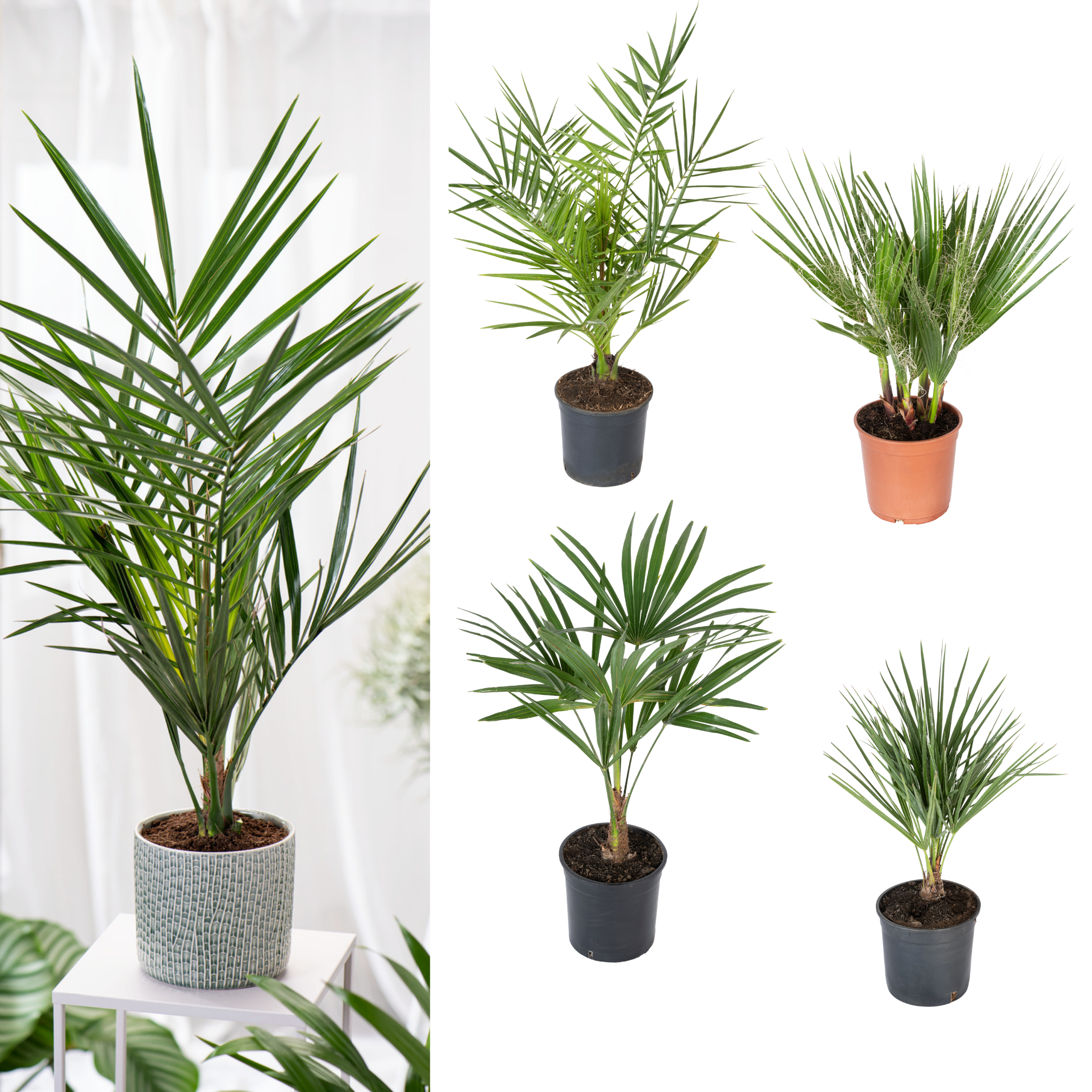Lot de 4 palmiers variés de taille moyenne - 1 Chamaerops humilis, 1 Phoenix canariensis,  1 Trachycarpus fortunei,  1 Washingtonia robusta (40-70 cm)