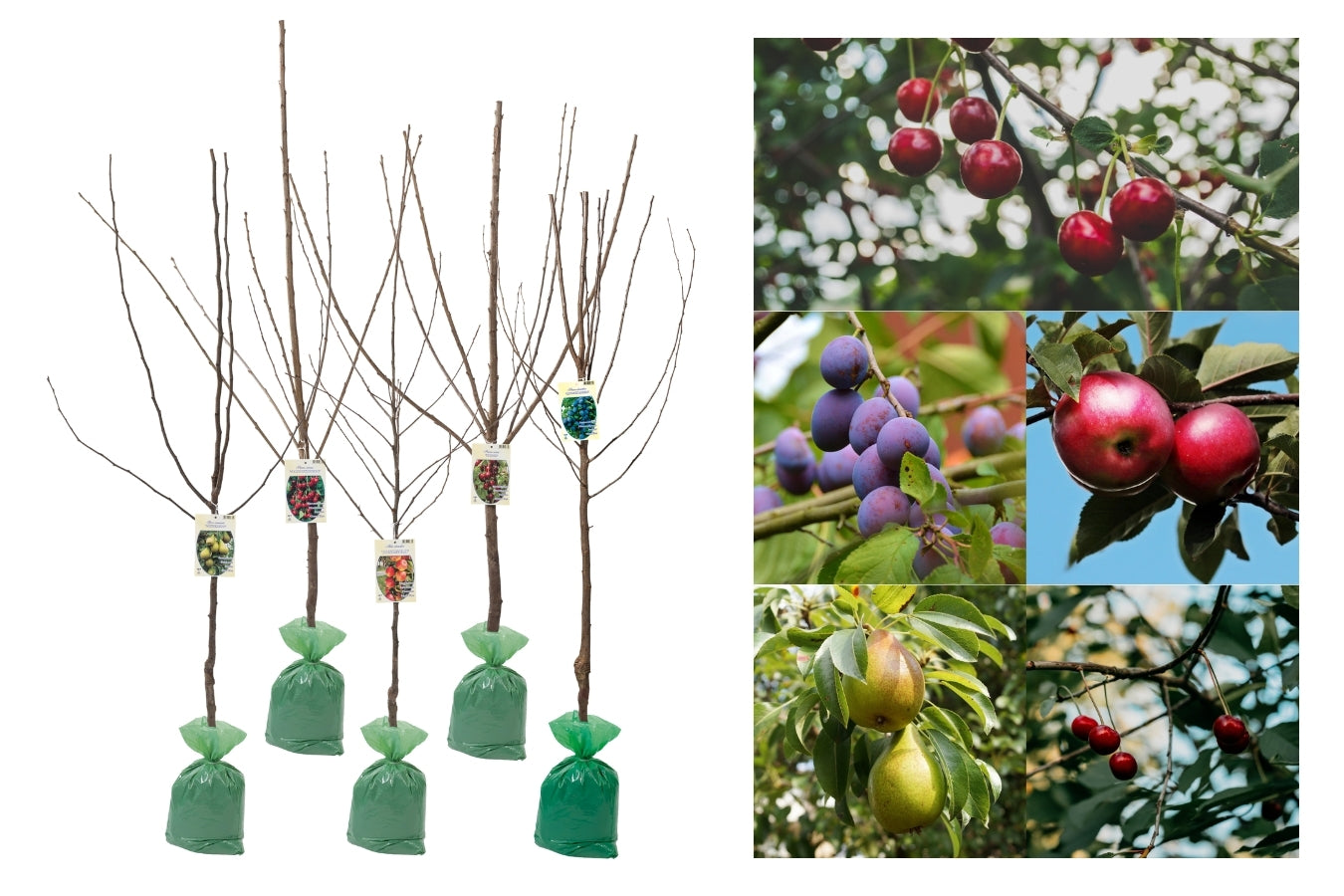 Lot de 5 arbres fruitiers XXL 140–170 cm - 1 pommier (Jonagold), 1 poirier (Conférence), 1 cerisier (Kordia), 1 cerisier (Griotte), 1 prunier (Quetsche)