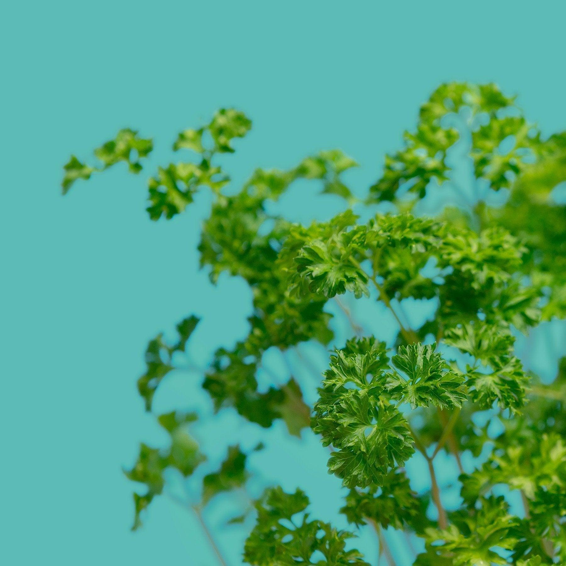 Modulo aromates - Livré avec 4 capsules de coriandre, basilic fin, persil frisé et menthe verte