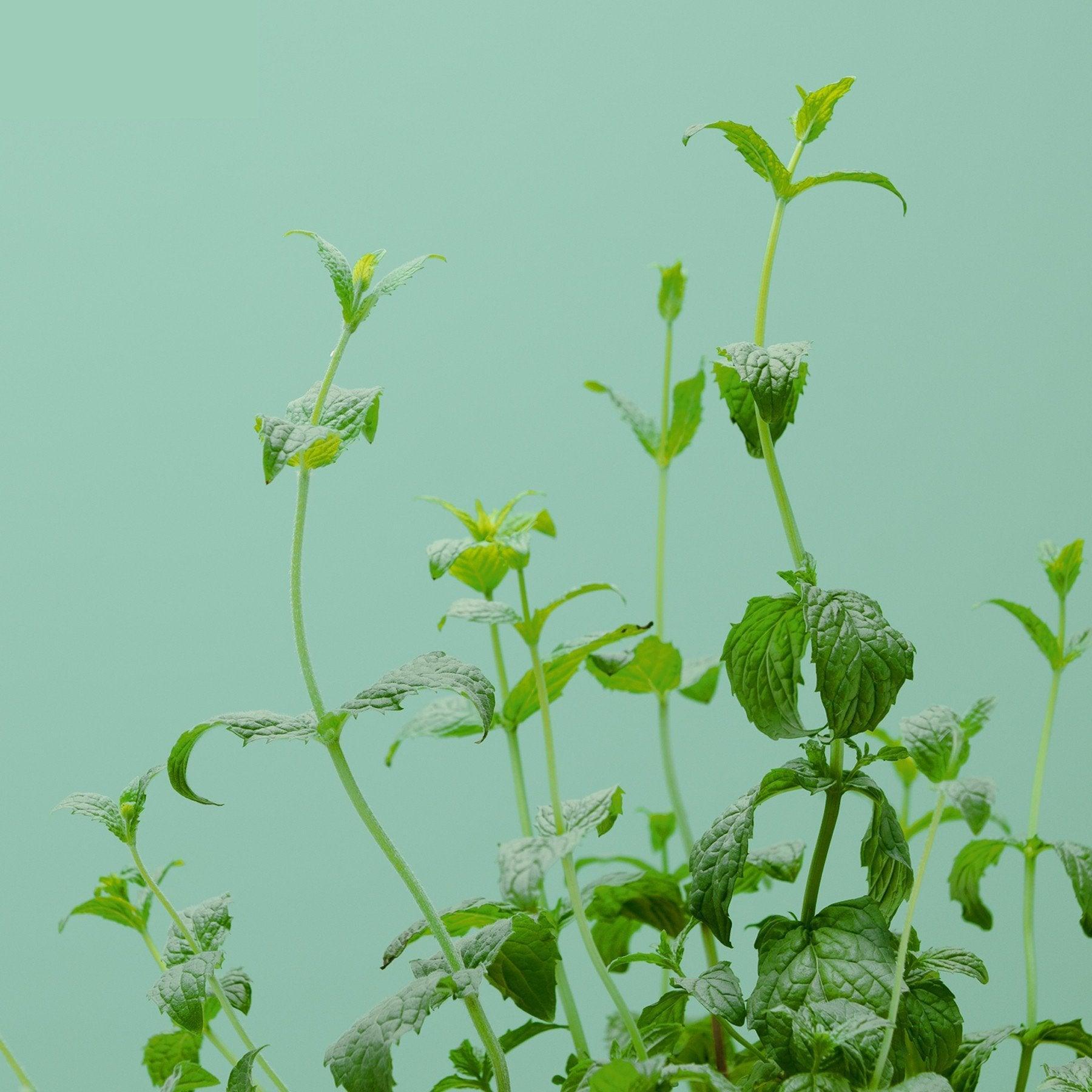 Modulo aromates - Livré avec 4 capsules de coriandre, basilic fin, persil frisé et menthe verte