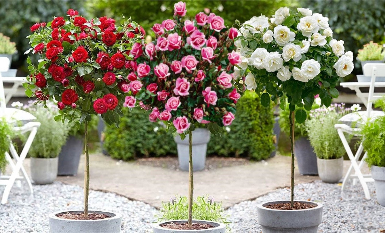 Roses sur tige mélange 3 couleurs XXL x3 (Rouge, Blanc, Rose)