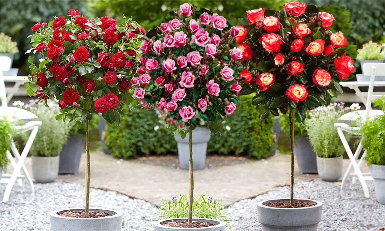 Roses sur tige mélange 3 couleurs XXL x3 (Rouge, Bicolore, Rose)