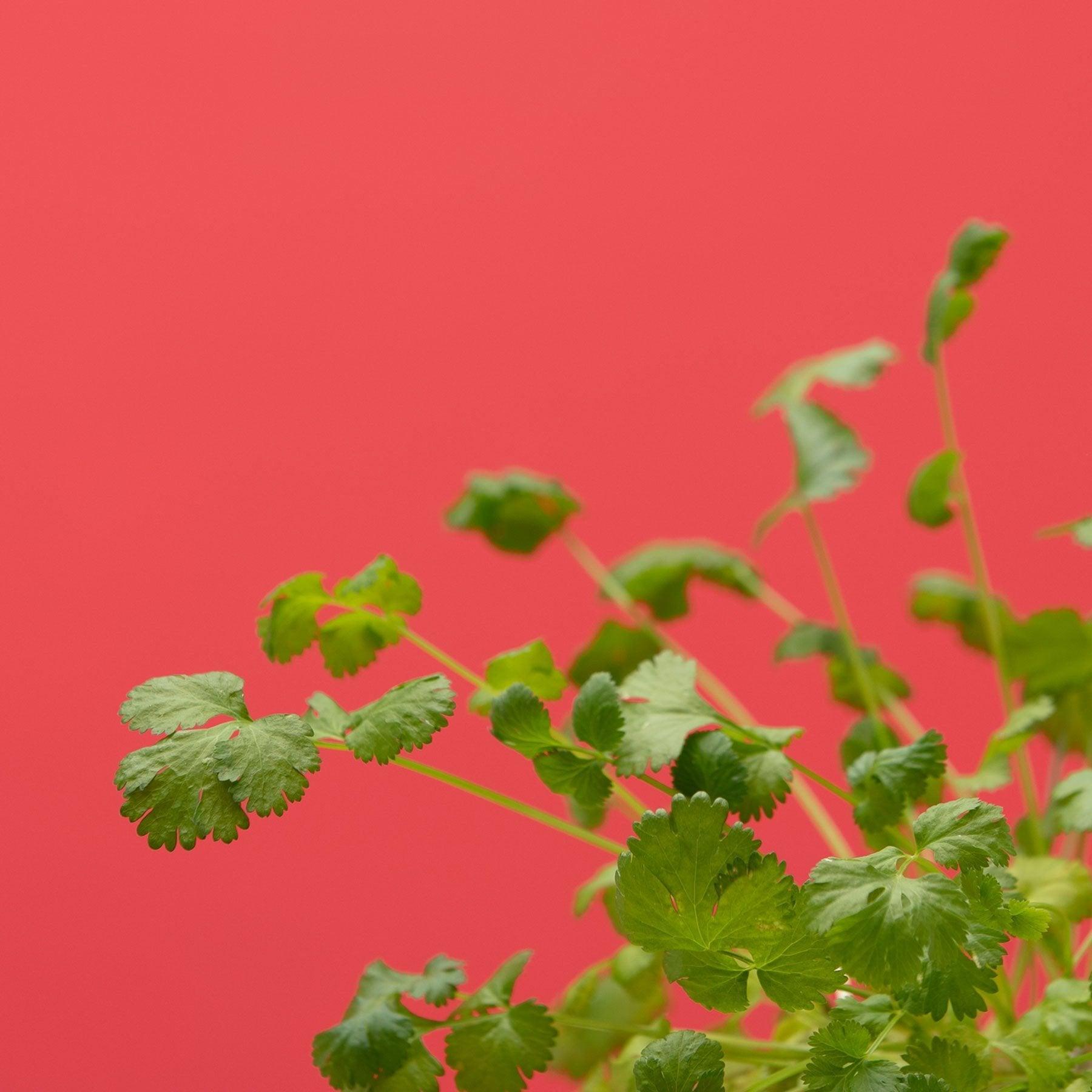 Modulo aromates - Livré avec 4 capsules de coriandre, basilic fin, persil frisé et menthe verte