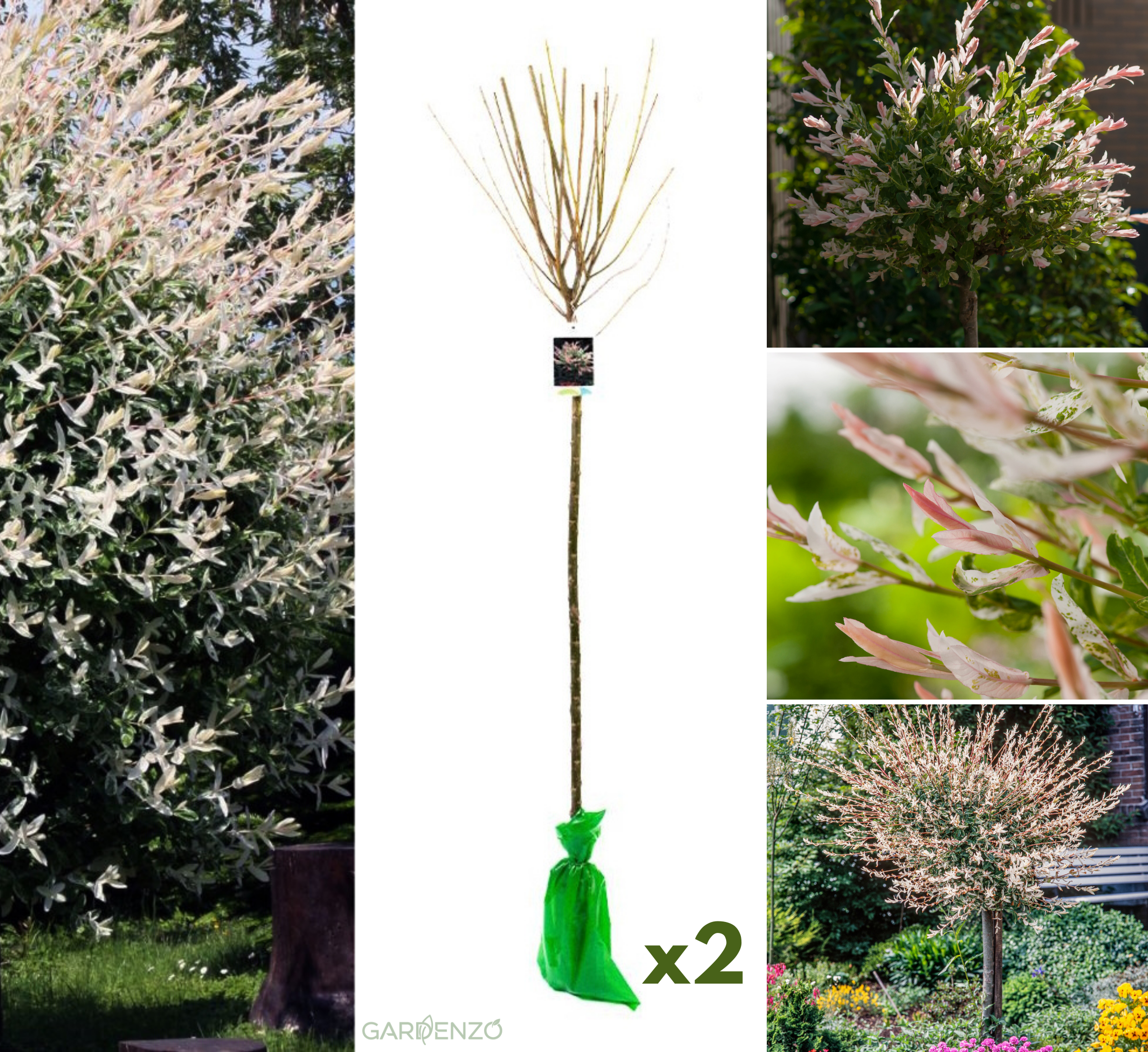 Lot de 2 saules panachés - XXL (120–140 cm)