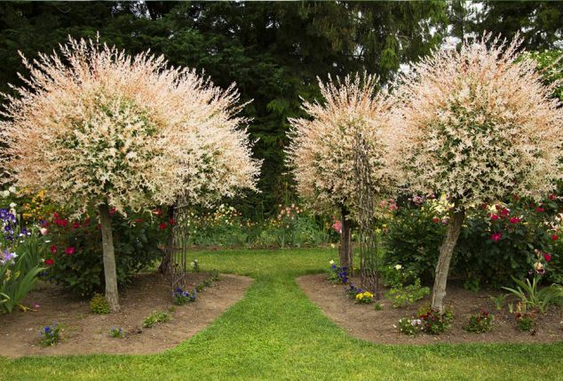 Lot de 2 saules panachés - XXL (120–140 cm)