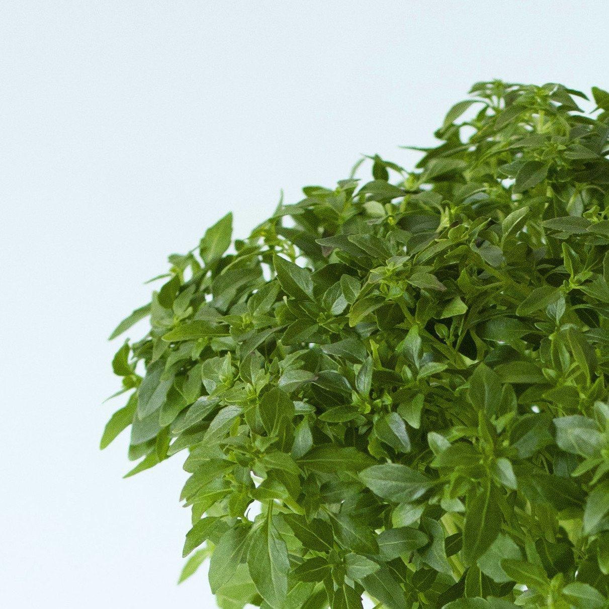 Nano vert foret - Potager Nano + 3 capsules