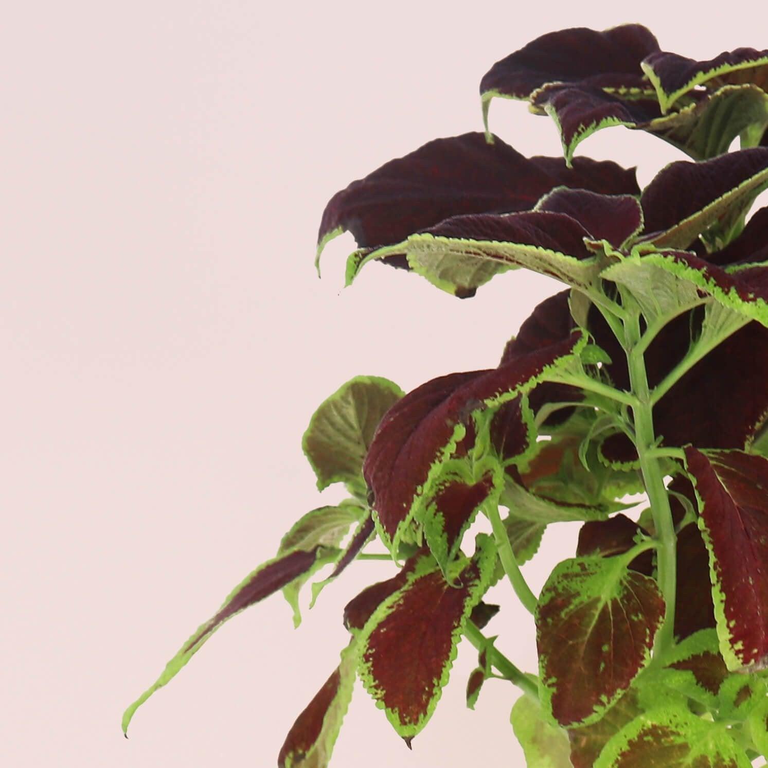 Modulo fleurs et ornementales - Livré avec 4 capsules de coleus, tournesol, rose d’inde et hypoestes