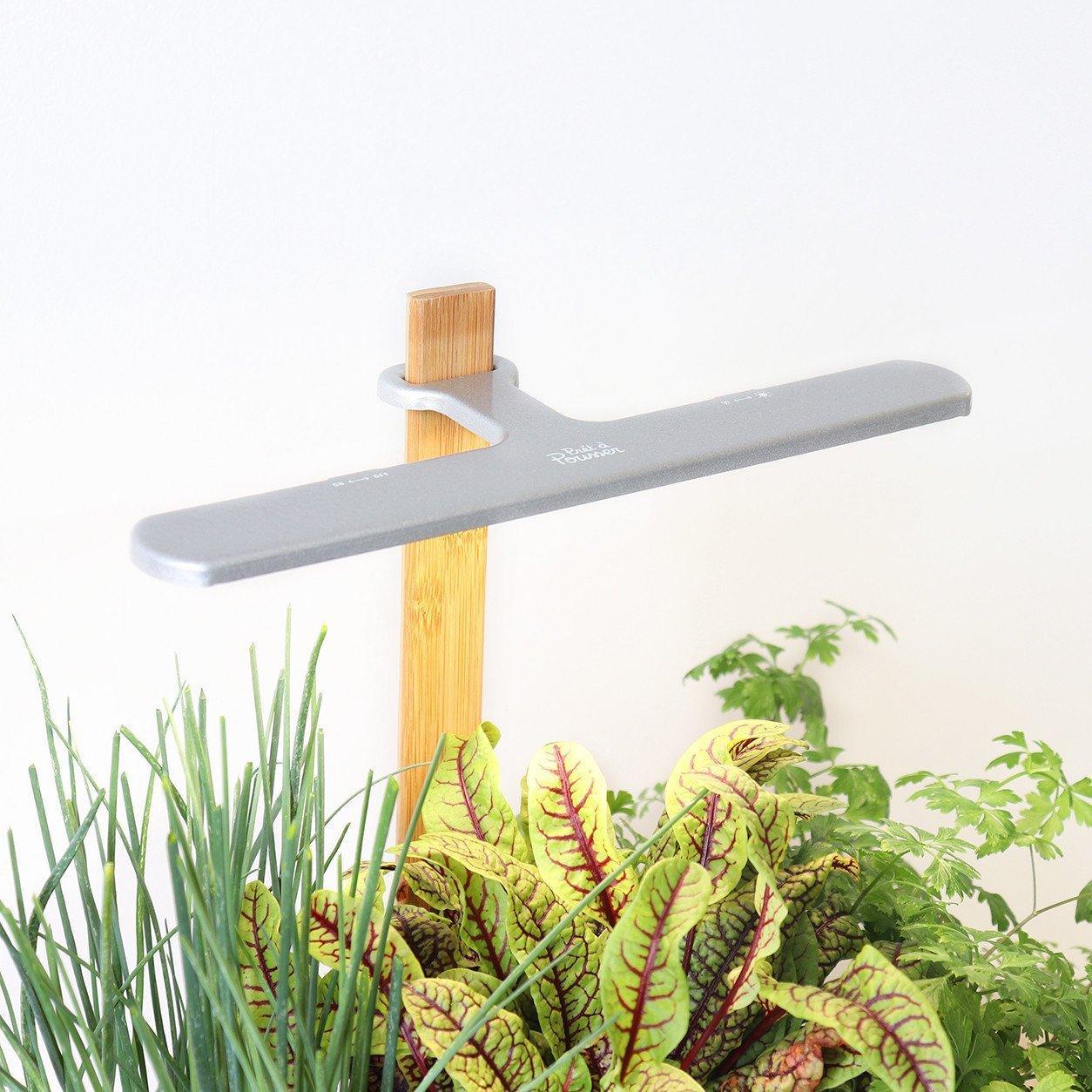 Lilo fleurs et ornementales - livré avec 3 capsules de coleus, tournesol et rose d’inde