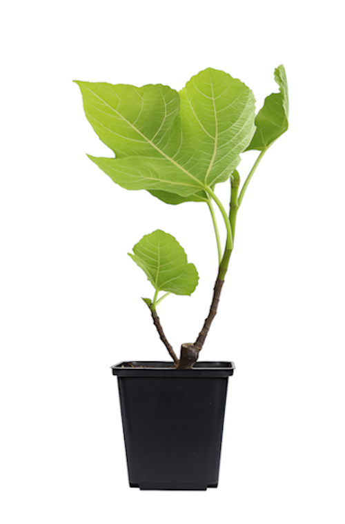 Lot de 4 figuiers (Ficus Carica) - 25-38 cm
