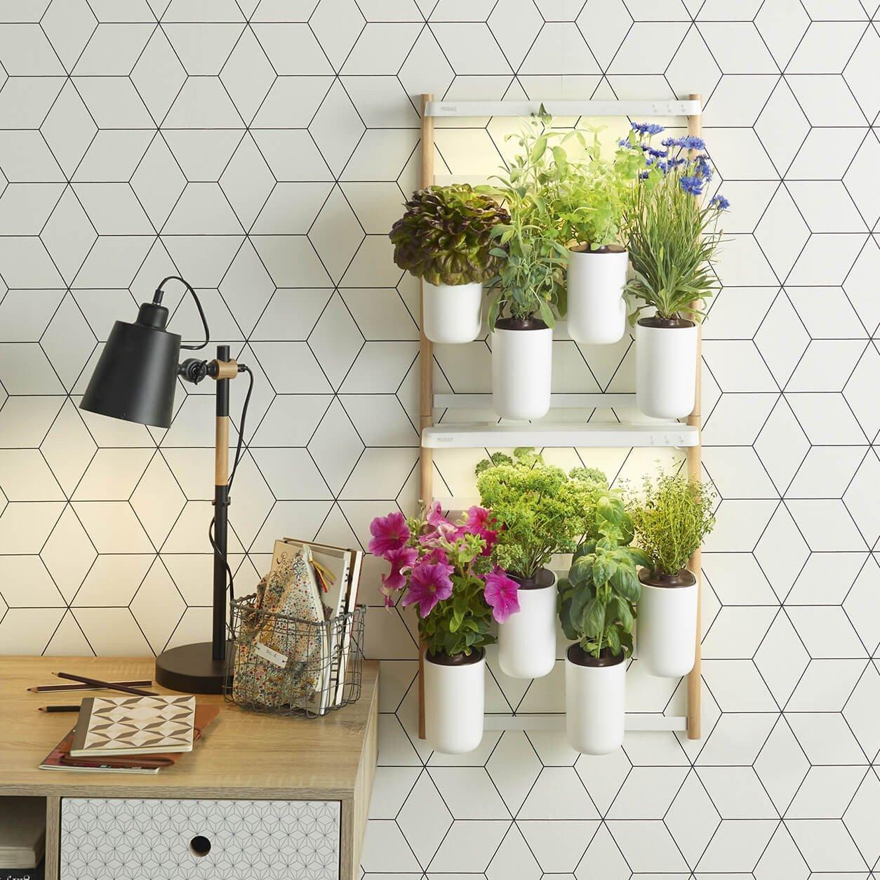 Modulo fleurs et ornementales - Livré avec 4 capsules de coleus, tournesol, rose d’inde et hypoestes