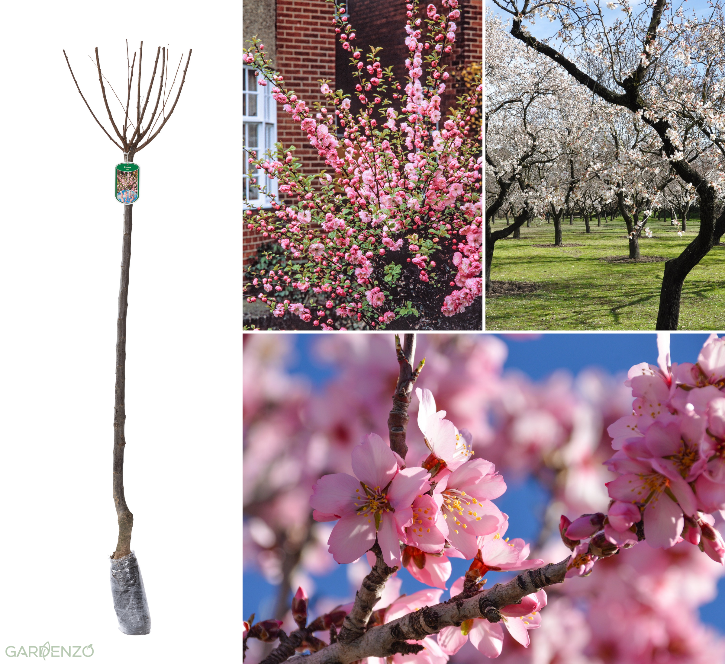 Amandier (Prunus Triloba) XXL 140-160 cm