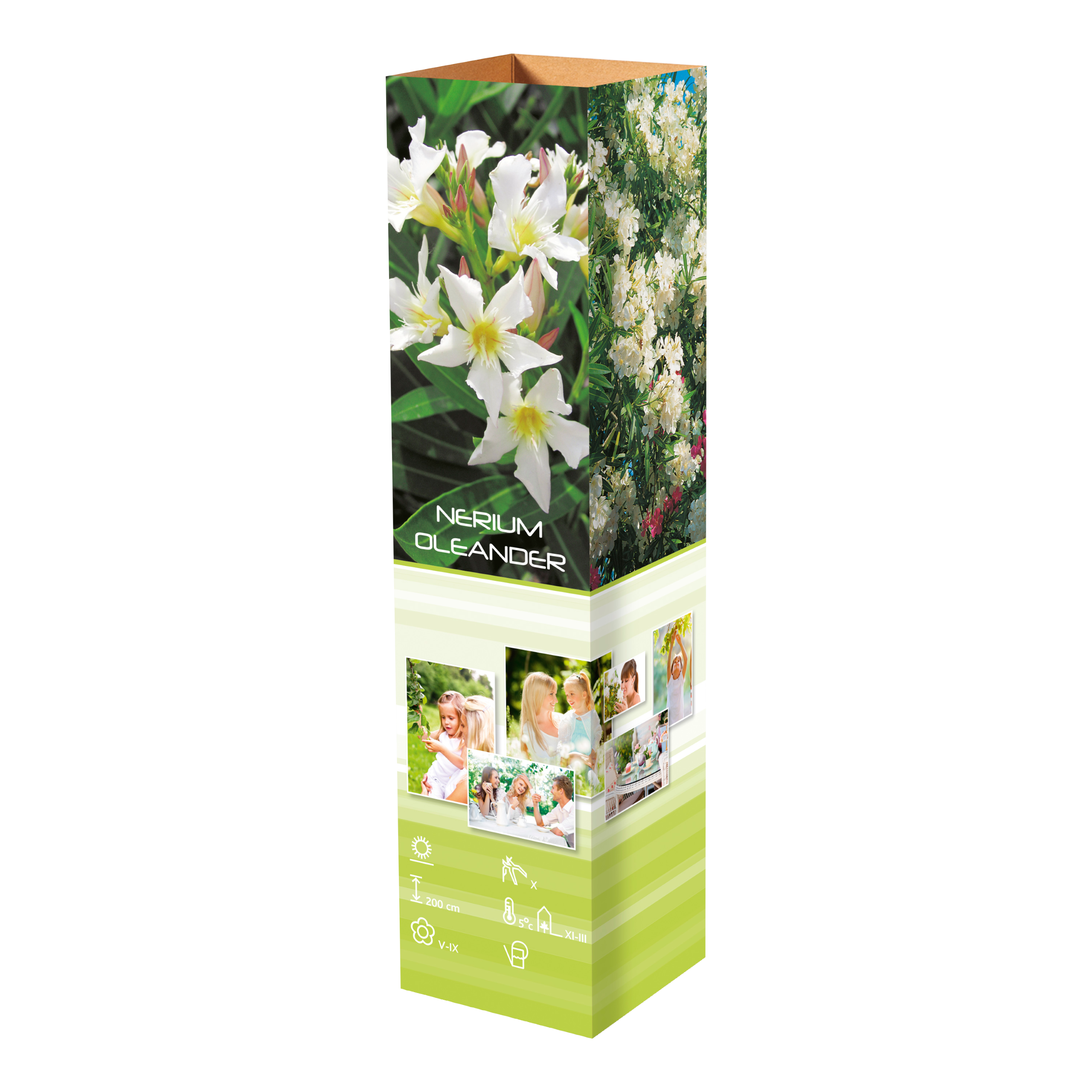 Lot de 4 lauriers roses - 2 fleurs roses et  2 fleurs blanches 25-38 cm