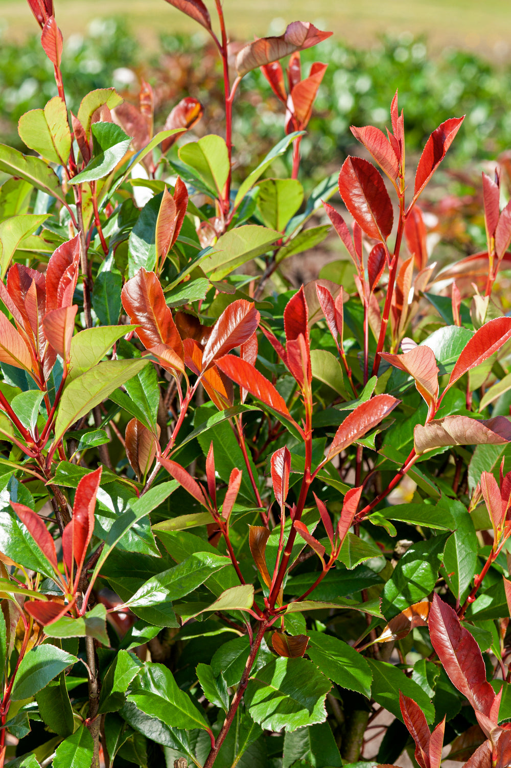Lot de 3 Photinias rouges (Red Robin) - 30-38 cm