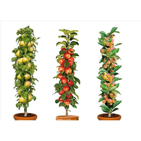 Lot de 3  Arbres fruitiers