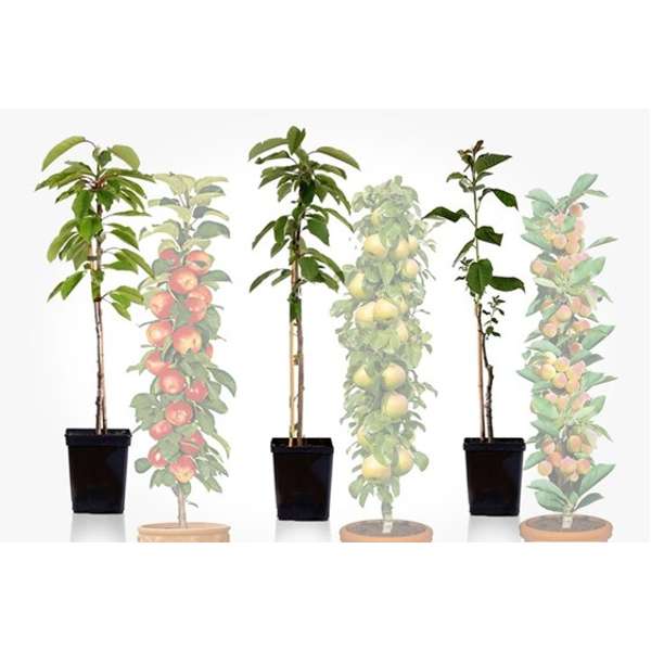 Lot de 3  Arbres fruitiers