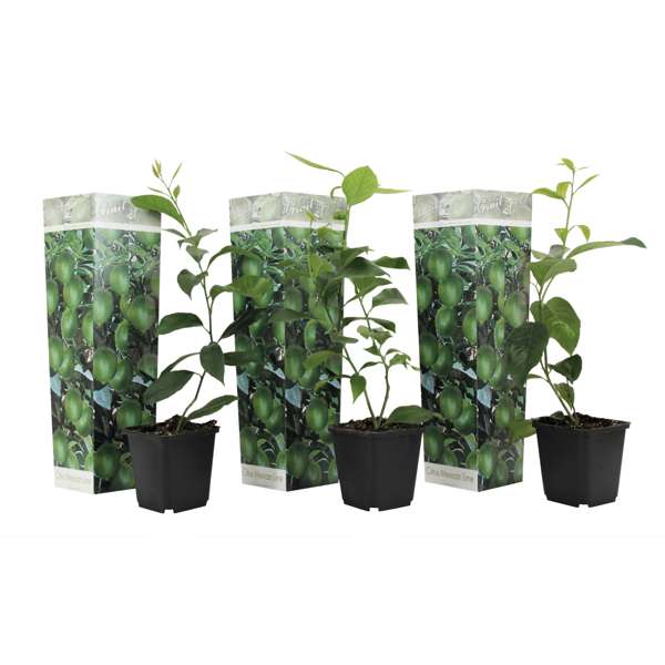 Lot de 3  Arbres citronnier