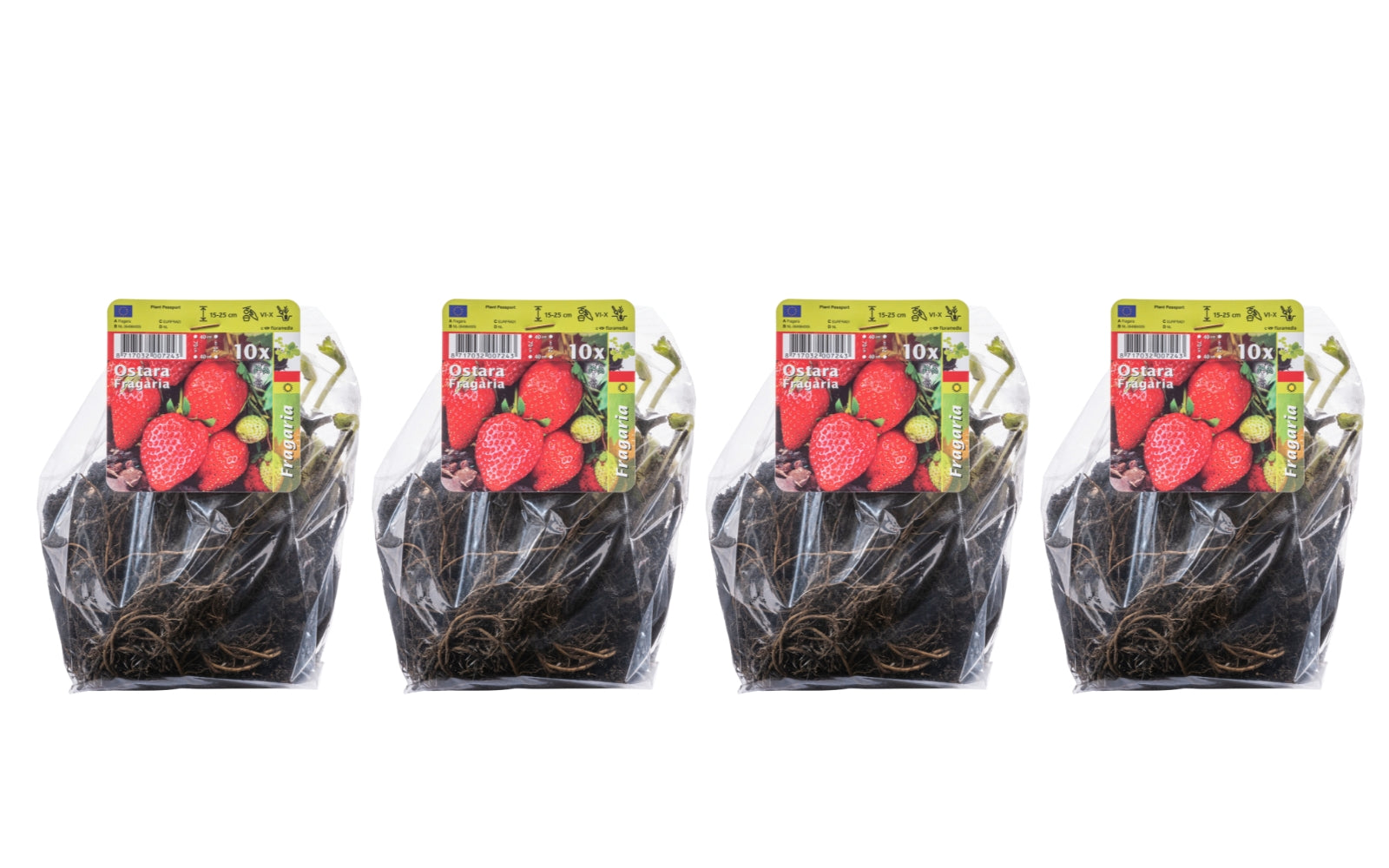 Lot de 40 plants de fraises Frigo (Fragaria Ostara)