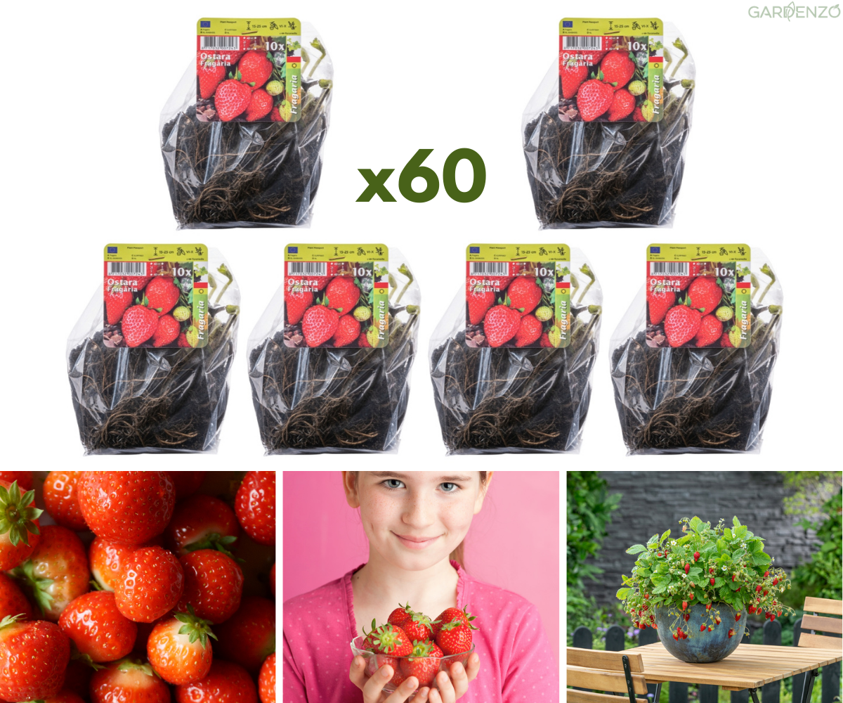 Lot de 60 plants de fraises Frigo (Fragaria Ostara)