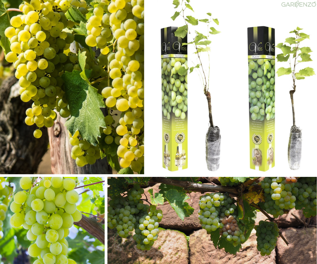 Lot de 2 vignes greffées blanches 55-70 cm -  1 Aurore, 1 Sauvignon