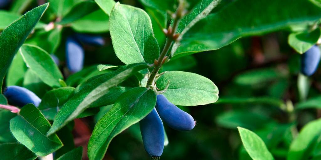 Lot de 8 plantes vitaminées 30–38 cm - 2 baies de Goji, 2 Honeyberry, 2 myrtilles, 2 grenades