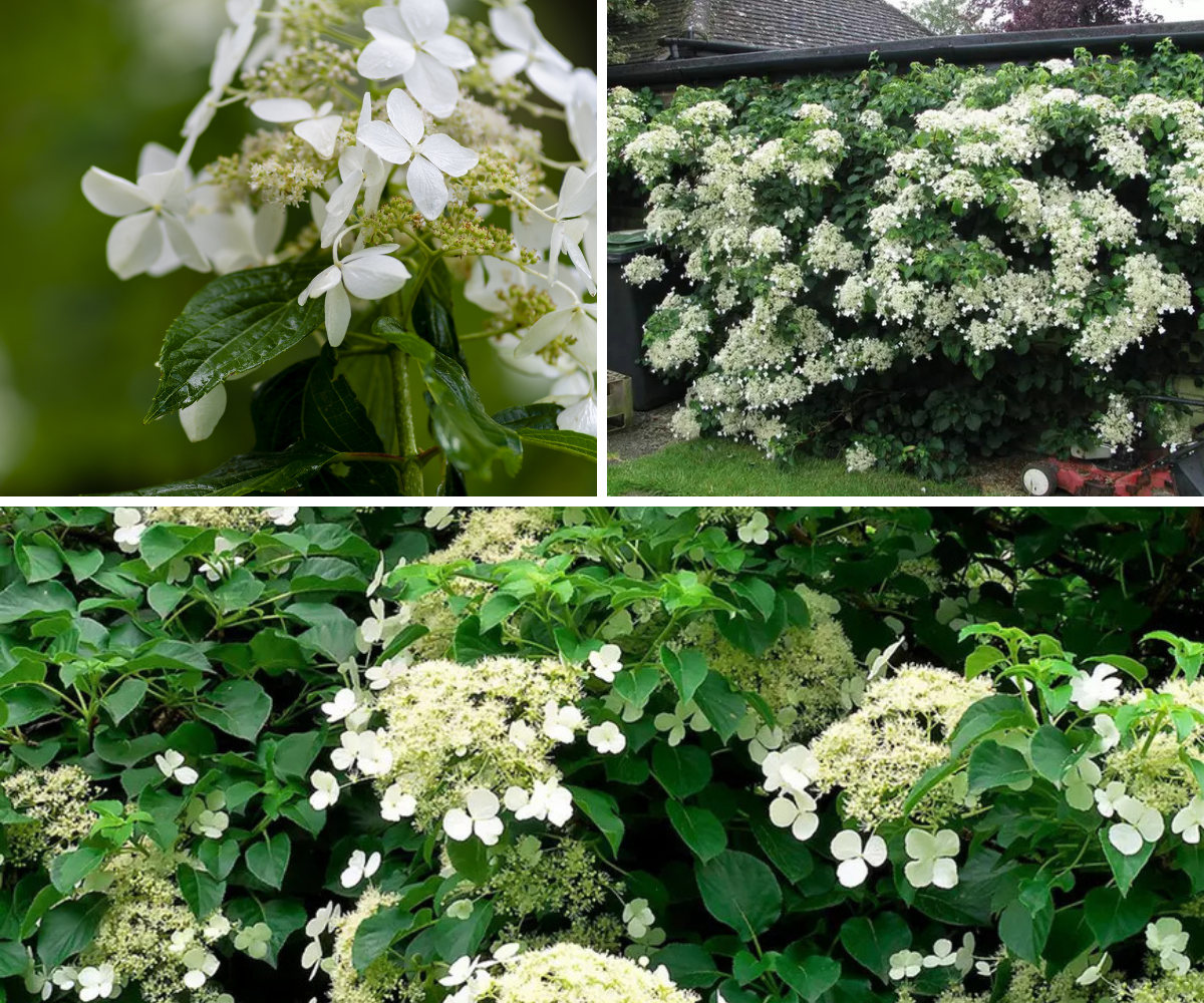 Lot de 8 hortensias grimpants - 30-38 cm