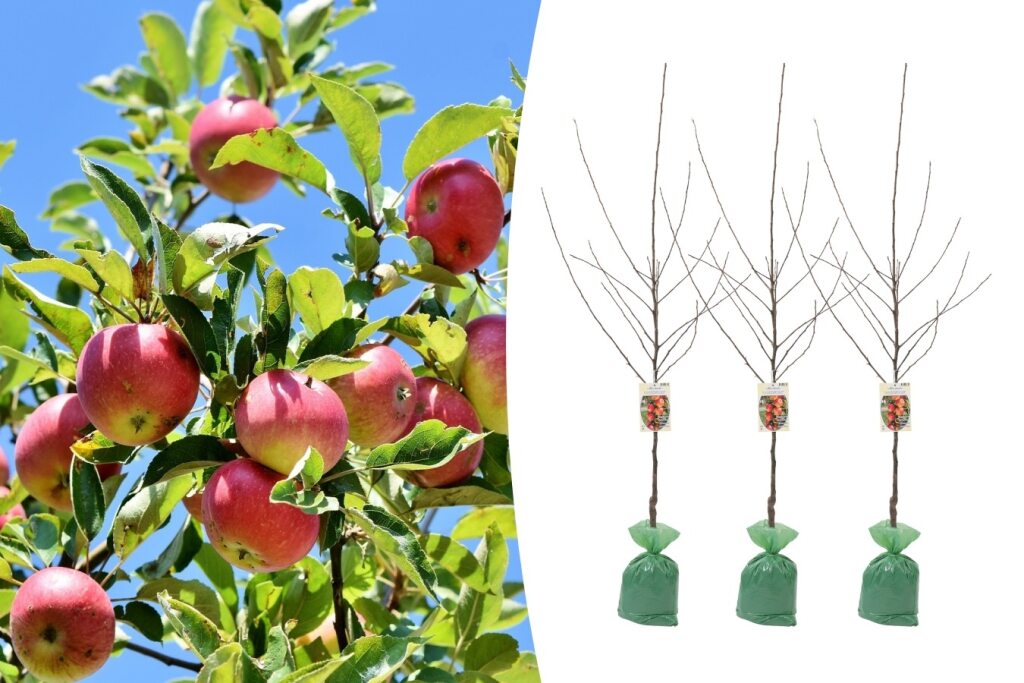 Lot de 3 Pommiers - 140-170 cm