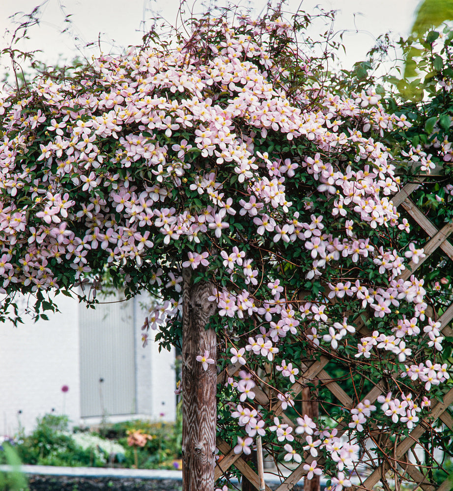 Ensemble de 8 plantes grimpantes colorées, mélange de 4 types - 2 Hydrangea petiolaris, 2 Lonicera per.'Belgica', 2 Parthenocissus quin. 'Engelmannii', 2 Clematis montana 'Rubens'