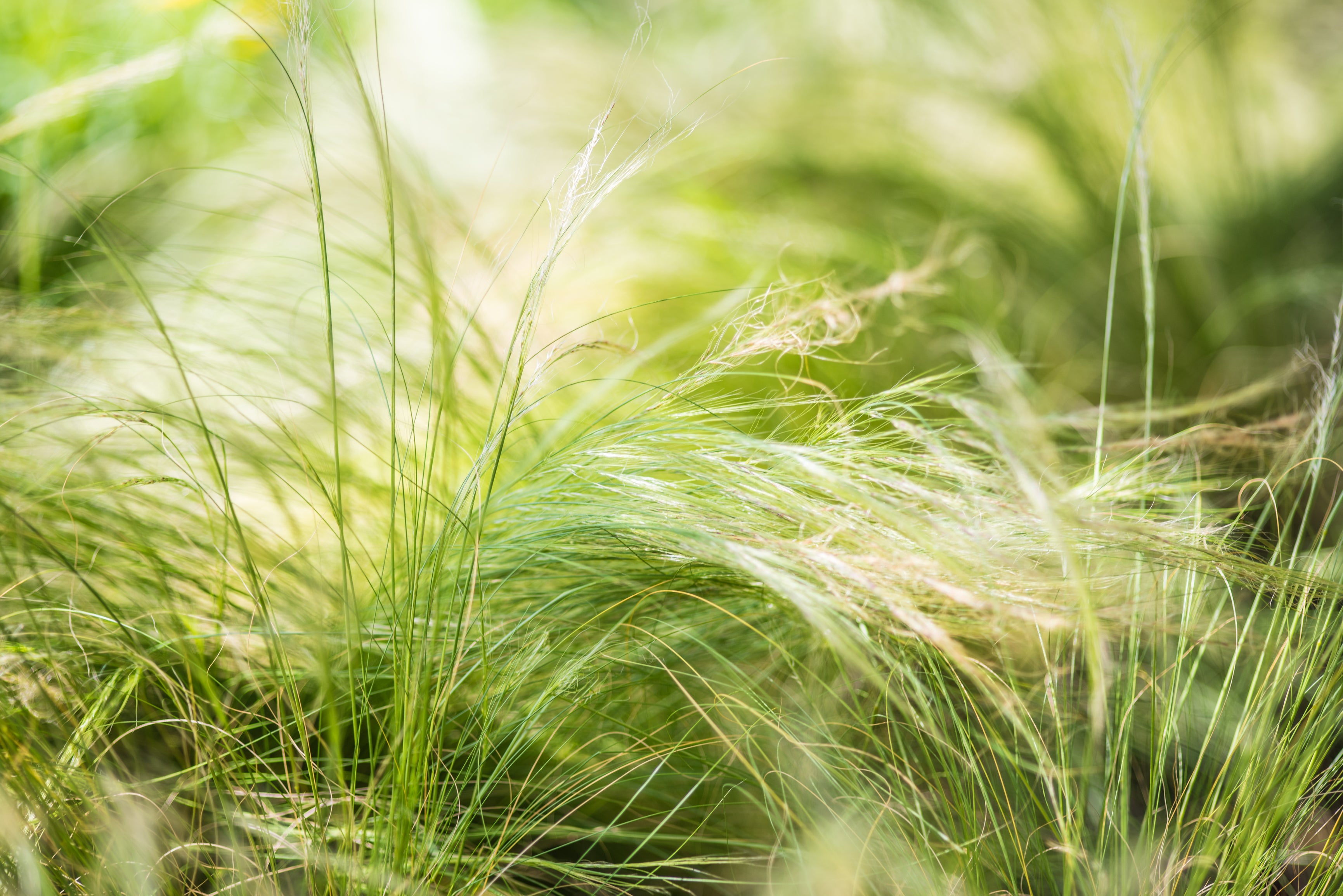 Lot de 4 graminées : 1 Stipa, 1 Pennisetum, 1 Imperata, 1 Festuca - 20-38 cm