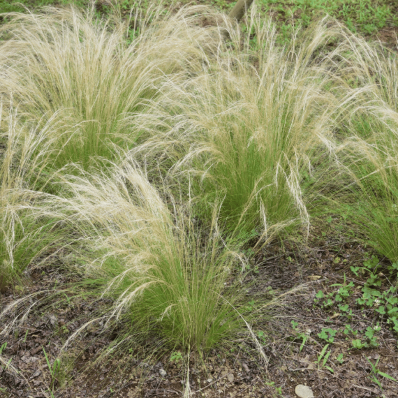 Lot de 8 graminées : 2 Stipa, 2 Pennisetum, 2 Imperata, 2 Festuca - 20-38 cm