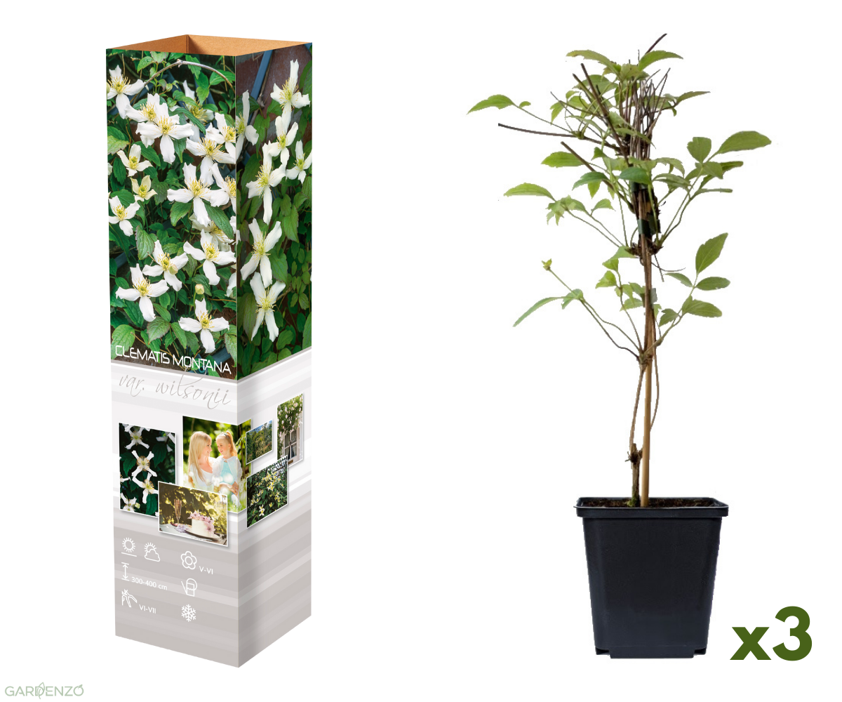 Lot de 3 clématites des montagnes blanches (Clematis Montana Rubens) - 30-38 cm