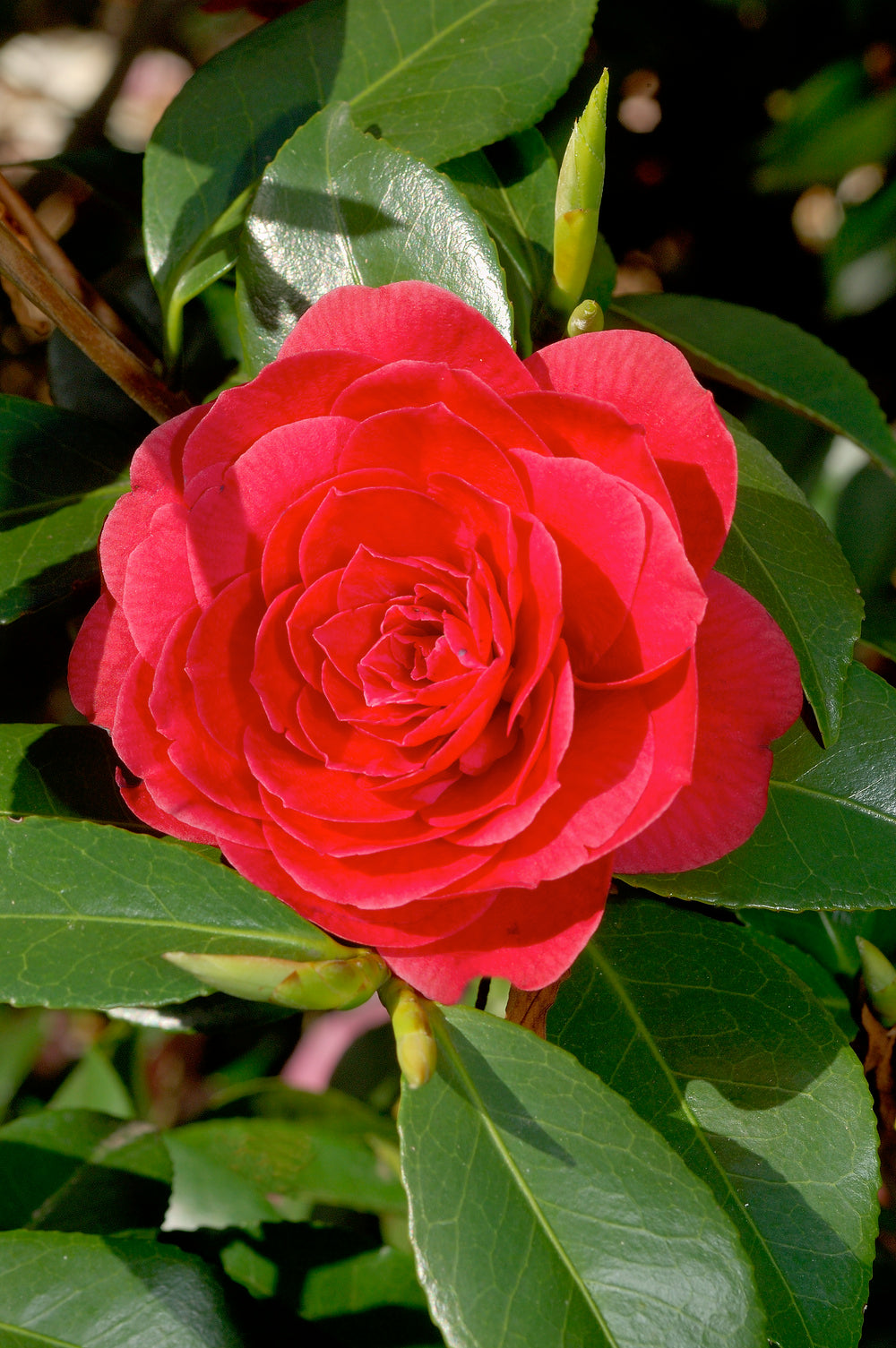 Camélia arbuste 'Rose du Japon' XL x2 Rouge