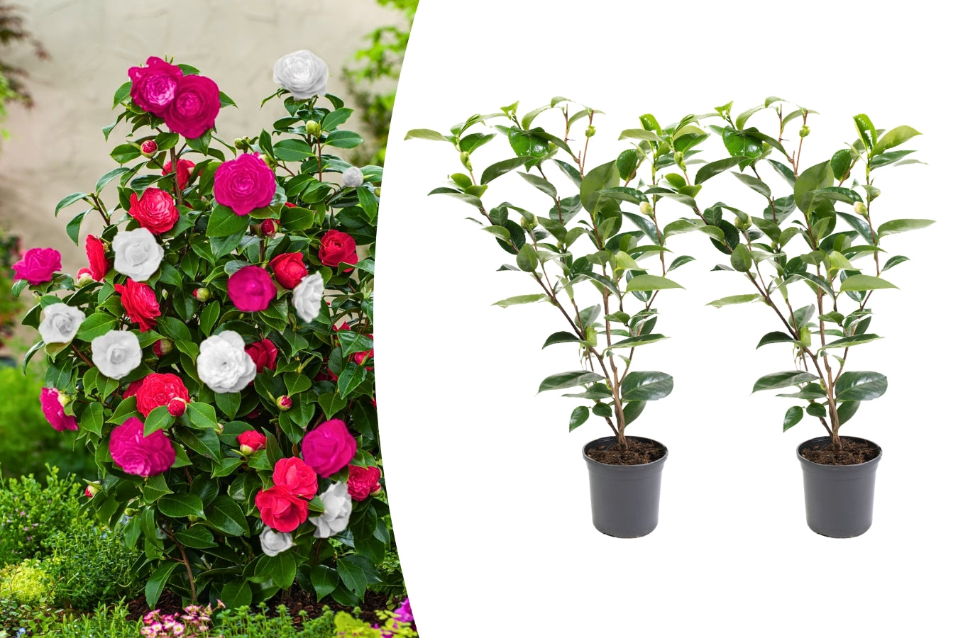 Camélia arbuste 'Rose du Japon' XL x2 Tricolore