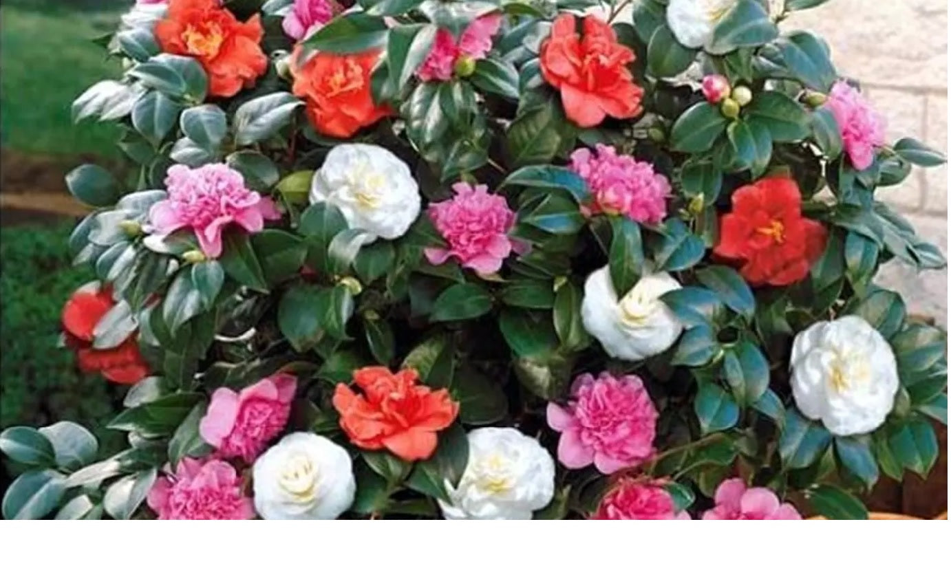 Camélia arbuste 'Rose du Japon' XL x2 Tricolore